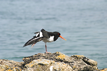 Oystercatcher. UK   (RR)