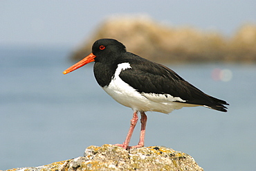 Oystercatcher. UK   (RR)