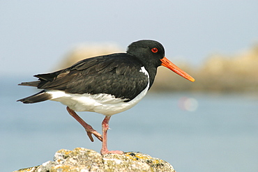 Oystercatcher. UK   (RR)