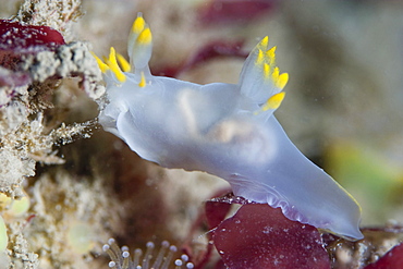 Nudibranch Polycera faeroensis