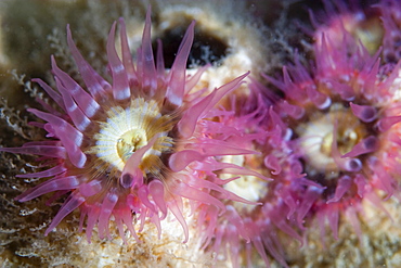 Elegant Anemone Sagartia elegans in Gouliot Caves