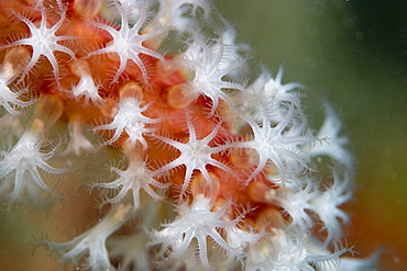 Red Fingers  Soft Coral Alcyonium glomeratum (close up)       (rr)