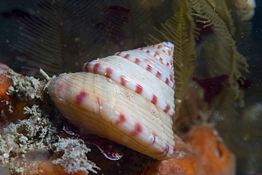 Painted Topshell  Calliostoma zizyphinum