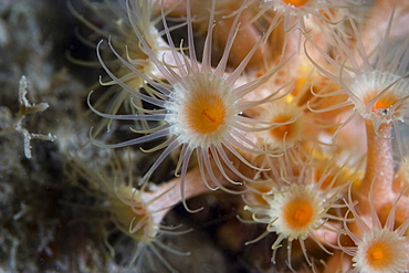 Yellow Cluster Anemone  Parazoanthus axinellae