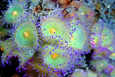 Jewel Anemone  Corynactis viridis        (rr)