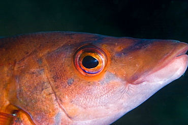 Cuckoo Wrasse Labrus mixtus (Female, close up)