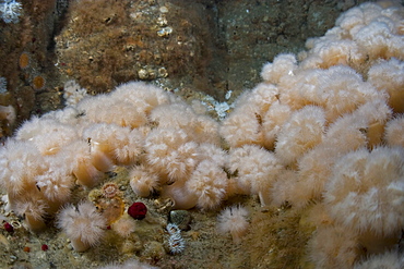 Plumose Anemone  Metridium senile in Gouliot Caves