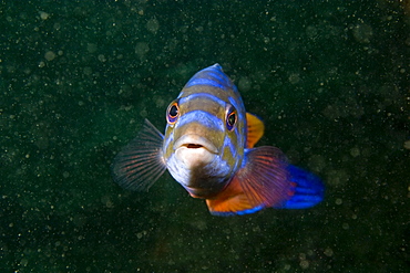 Cuckoo Wrasse Labrus mixtus (male)