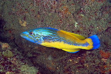 Cuckoo Wrasse Labrus mixtus (male)