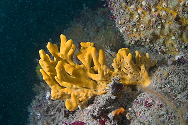 Yellow Staghorn Sponge Axinella dissimilis