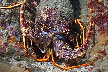 Crawfish Palinurus elephas