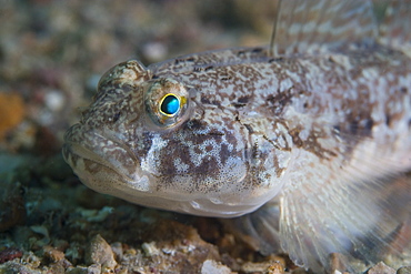 Goby. Sark, Channel Islands