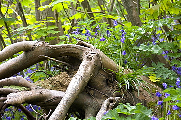 Bluebell (Hyacinthoides non-scripta). Dixcart Woods, Sark, British Channel Islands, UK