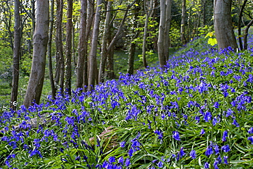 Bluebell (Hyacinthoides non-scripta). Sark British Channel Islands, UK