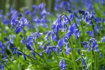 Bluebell (Hyacinthoides non-scripta). Sark British Channel Islands, UK