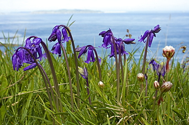 Bluebell (Hyacinthoides non-scripta). Gouliot Headland, Sark, British Channel Islands, UK