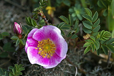 Burnet Rose (Rosa pimpinellifolia). Jersey, British Channel Islands, UK