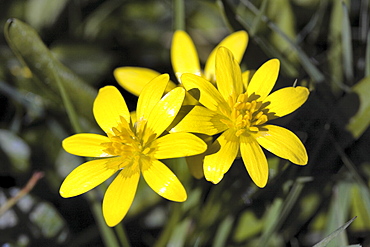 Lesser Celandine (Ranunculus ficaria). Sark, British Channel Islands, UK