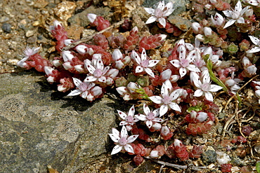 English Stonecrop (Sedum anglicum). Sark British Channel Islands, UK