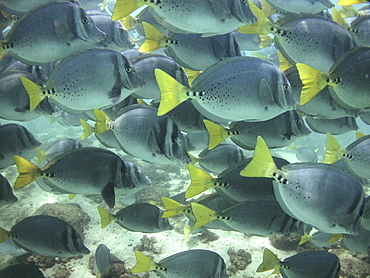 Yellow-tailed surgeons Santa Fe. Galapagos.   (RR)