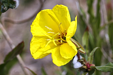 Evening Primrose (Oenothera sp). Jersey, British Channel Islands, UK