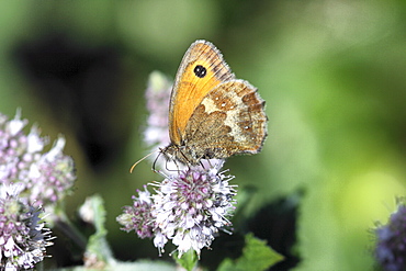 Gatekeeper Butterfly (Pyronia tithonus). Jersey, British Channel Islands, UK