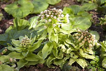 Giant Butterbur flowers (Petasites japonicus). Sark, British Channel Islands, UK