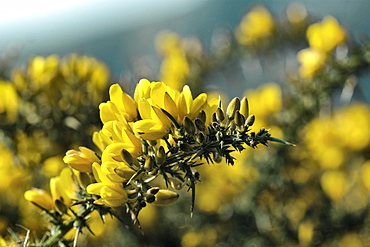 Gorse (Ulex eurpaeus). Sark British Channel Islands, UK