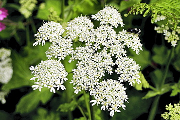 Hogweed (Haracleum sphondylium). Sark British Channel Islands, UK