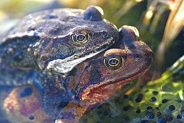 Common Frogs mating (Rana temporaria). Sark, British Channel Islands, UK