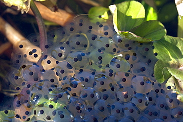 Common Frog spawn (Rana temporaria). Sark, British Channel Islands, UK