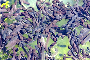 Common Frog spawn developing (Rana temporaria). Sark, British Channel Islands, UK