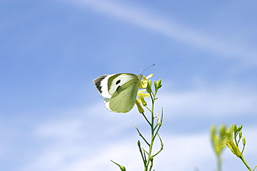 Large White Butterfly (Pieris brassicae). Jersey, British Channel Islands, UK