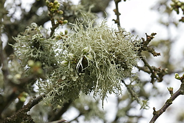 Lichen, Sea ivory (Ramalina siliquosa). British Channel Islands, UK