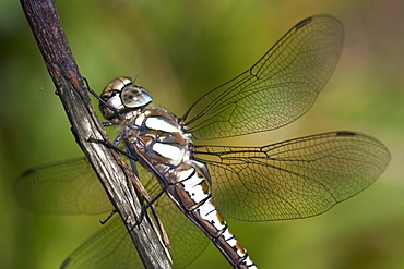 Migrant Hawker Dragonfly (Aeshan mixta). Sark, British Channel Islands, UK