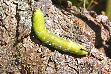 Poplar Hawkmoth caterpillar. Sark, British Channel Islands, UK