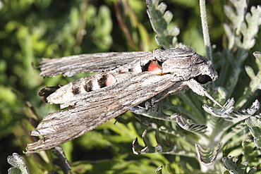 Poplar Hawkmoth. Sark, British Channel Islands, UK