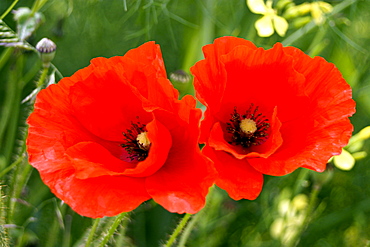 Poppy Common (Papaver rhoeas). Jersey, British Channel Islands, UK