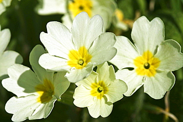 Primroses (Primula vulgaris). Sark, British Channel Islands, UK