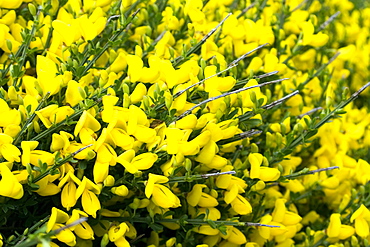 Prostrate Broom (Cytisus scoparius ssp maritimus). Gouliot Headland, Sark, British Channel Islands, UK