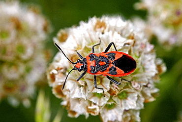 Corizus hyoscyami. Sark, British Channel Islands, UK