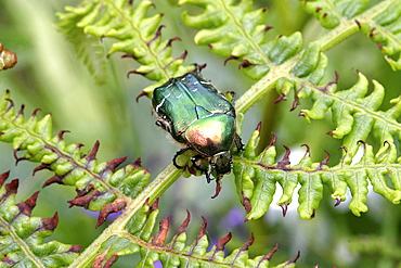 Rose Chafer Beetle (Cetonia aurata). Sark, British Channel Islands, UK