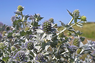 Sea Holly (Eryngium maritimum). Jersey, British Channel Islands, UK