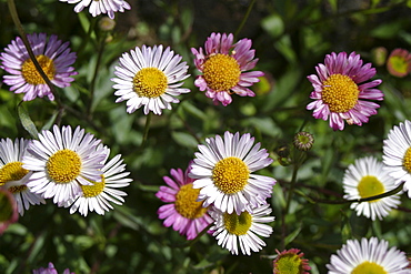 St Peter Port Daisy or Mexican Fleabane (Erigeron karvinskianus). Sark British Channel Islands, UK