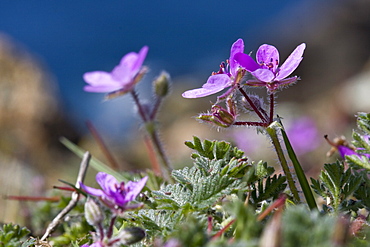 Storksbill (Erodium cicutarium). Gouliot Headland, Sark, British Channel Islands, UK