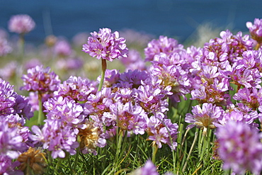 Thrift (Ameria maritima). Jersey, British Channel Islands, UK