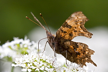 Comma Butterfly Polygonia c-album. Jersey, British Channel Islands