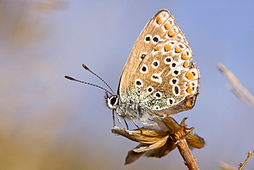 Common Blue Butterfly Polyommatus icarus. Sark, British Channel Islands