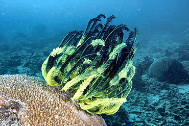 Featherstar Cromanthina sp.. Gili Islands, Lombok, Indonesia