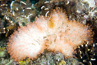 Bulb-tentacle Anemone Entacmaea quadricolor. Gili Islands, Lombok, Indonesia